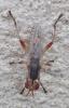 Dichetophora obliterata